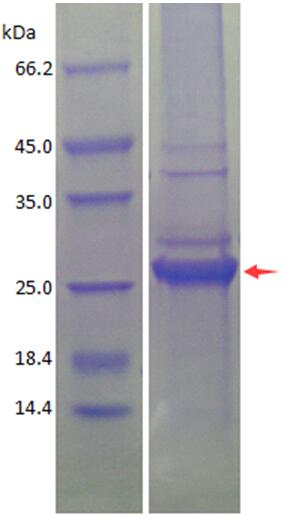 SDS-PAGE analysis of purified Salmonella enterica CdtB (CBB stained).